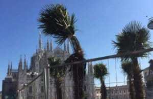 palme-300x195 Piazza Duomo. Da Capitale del grano a capitale delle banane Costume e Società Curiosità   