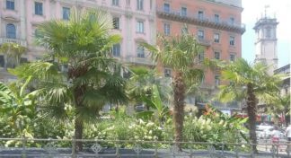 palmebanani2-324x176 Starbucks in Piazza Duomo. E' ora di fare il raccolto di Farmville Cronaca Milano Prima Pagina   